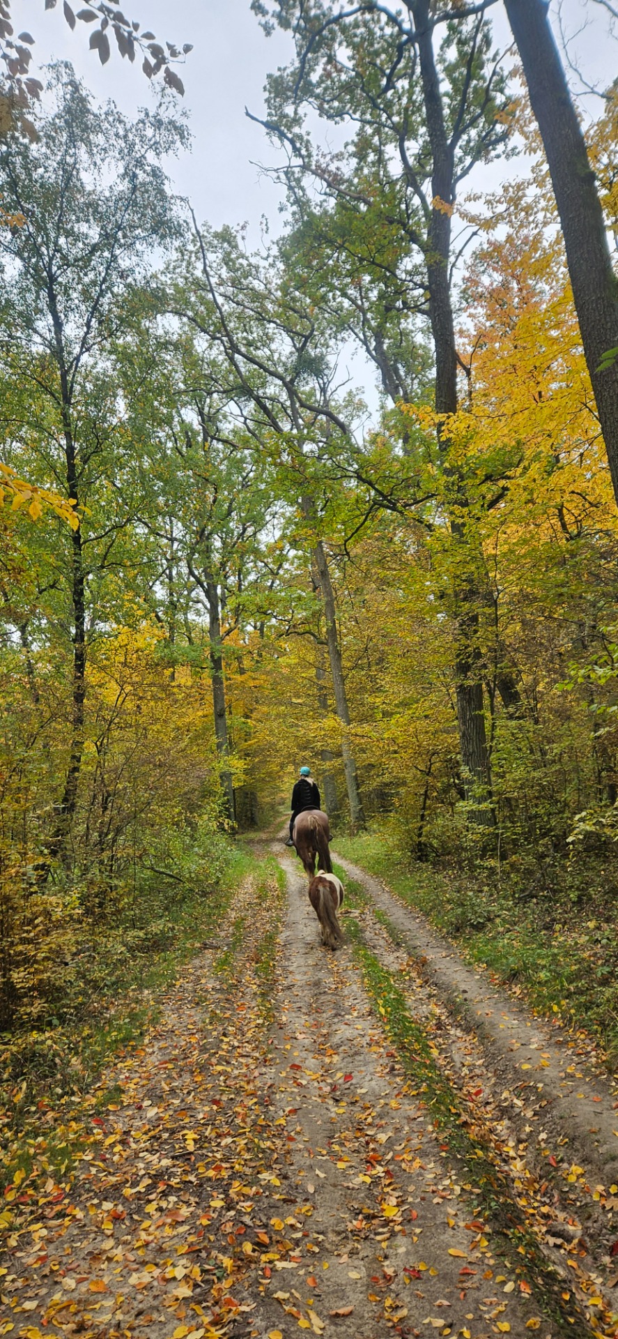 Príroda si oblieka jeseň ♡ Vychádzka - október 2025