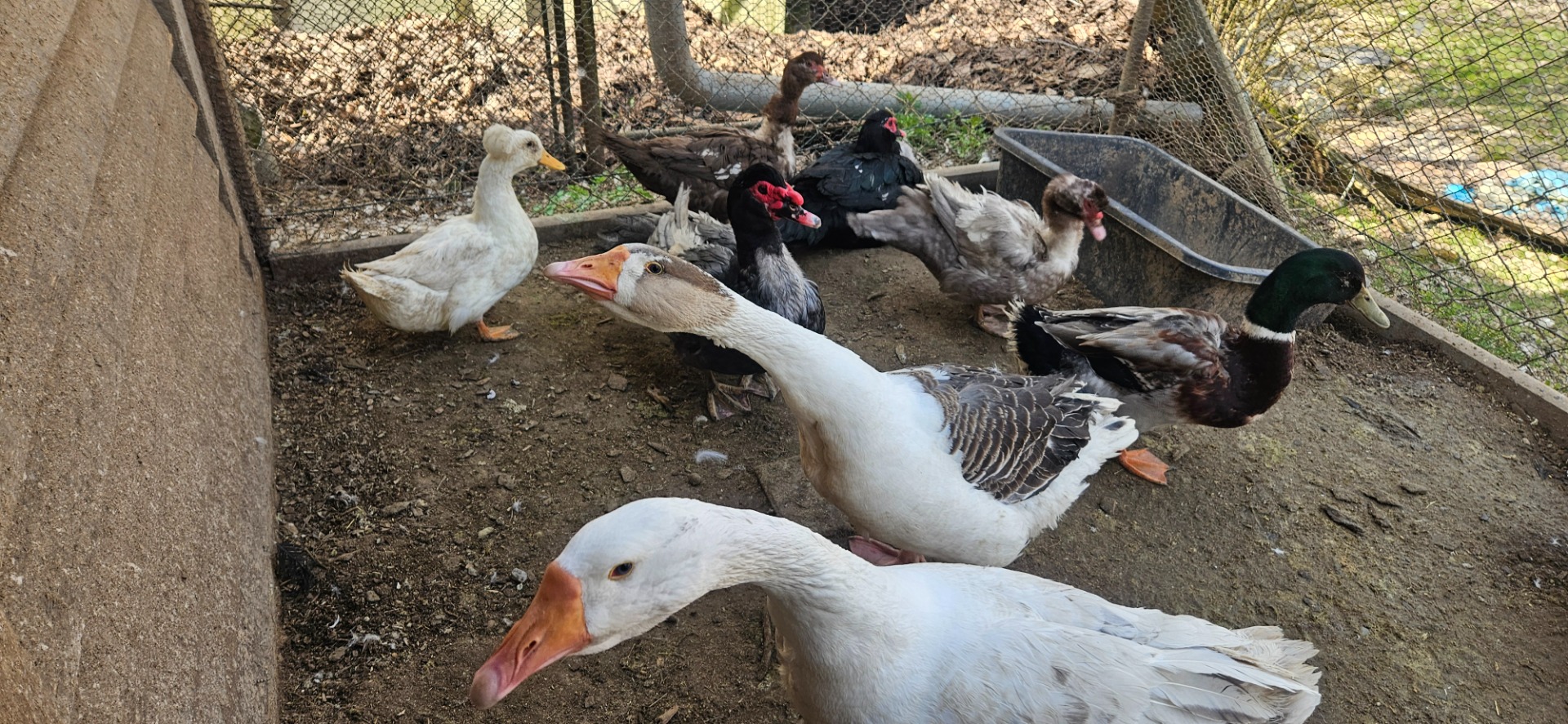 🦆🪿DOMOV NAŠEJ VODNEJ A HRABAVEJ HYDINY 🐔🐓🦃