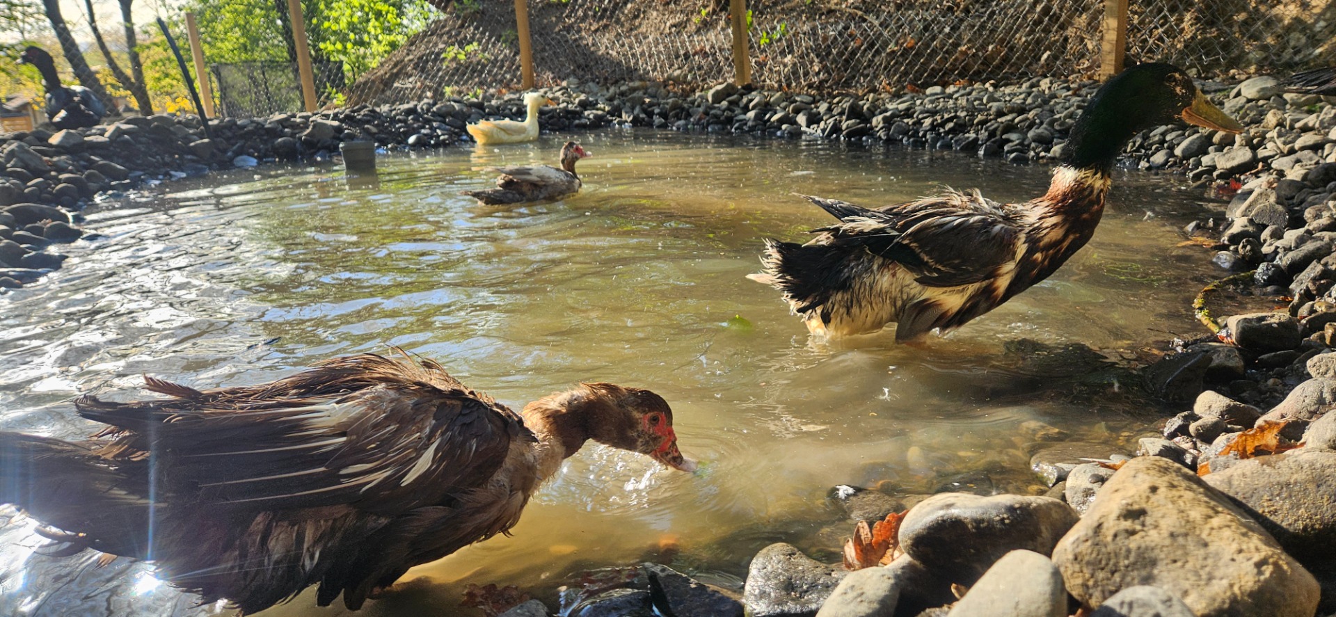 🦆🪿DOMOV NAŠEJ VODNEJ A HRABAVEJ HYDINY 🐔🐓🦃