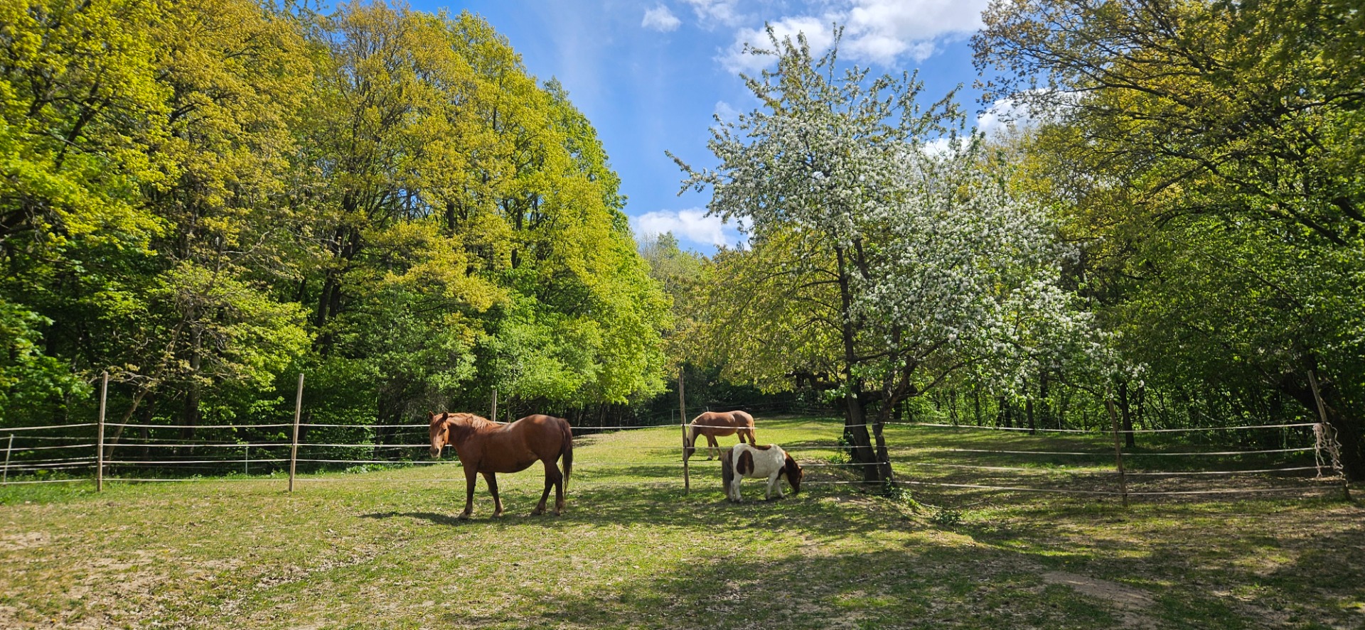 🐎DOMOV NAŠICH KONÍKOV A PONÍKA 🐴