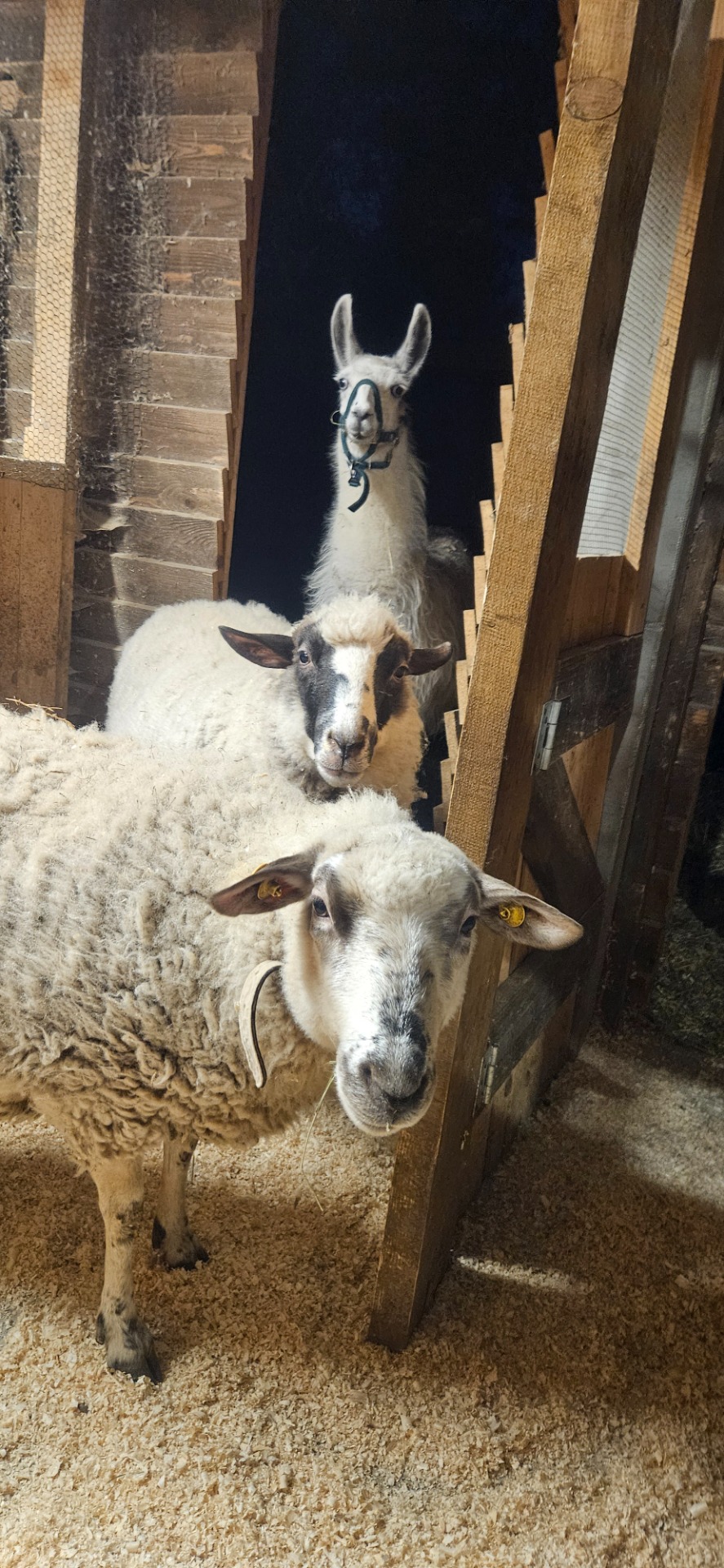 DOMOV NAŠEJ LAMY KROTKEJ - BLUE SKY 🦙 A OVEČIEK 🐑 